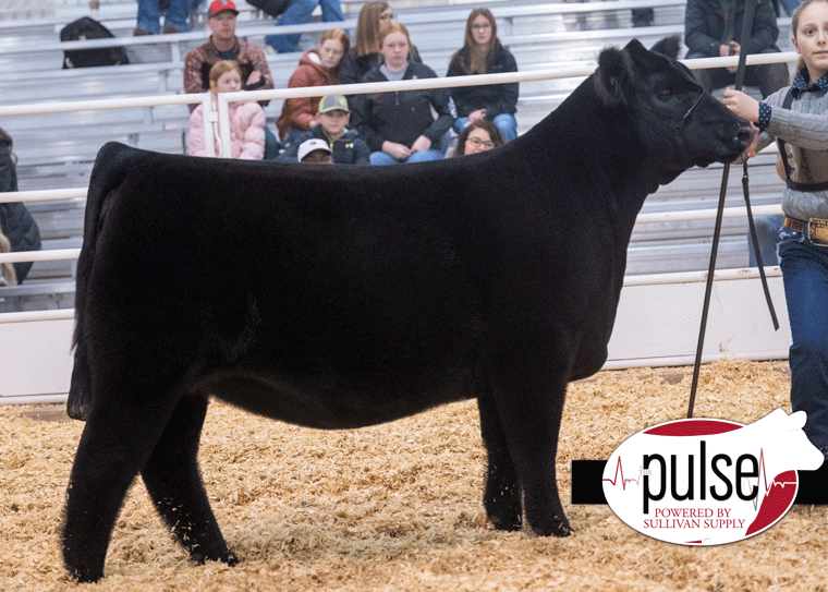 Kansas Beef Expo Junior Heifers Angus Ring A The Pulse