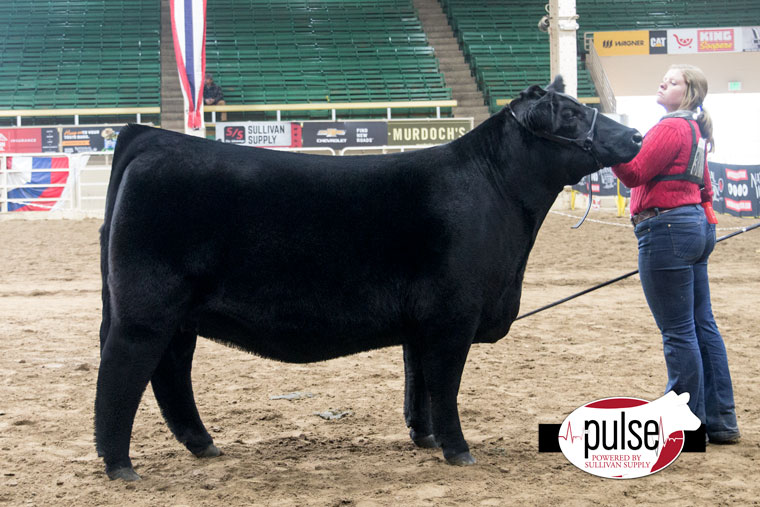 File:Open Show Grand Champion Simmental Bull (45141242651).jpg - Wikimedia  Commons