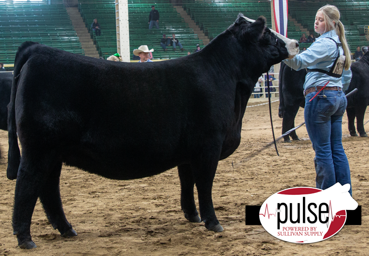 National Western Stock Show Junior Percentage Simmental Heifers The
