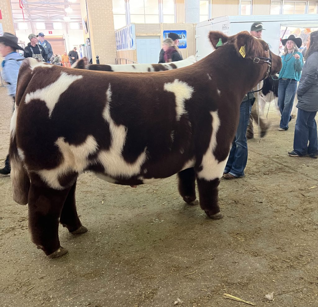 Fort Worth Stock Show | Market Steers – Shorthorn | The Pulse