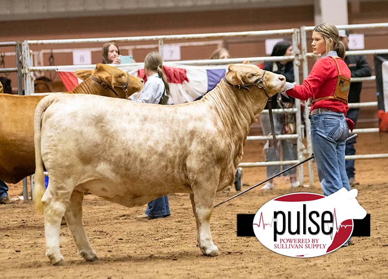 San Angelo Stock Show Breeding Heifers Beefmaster The Pulse