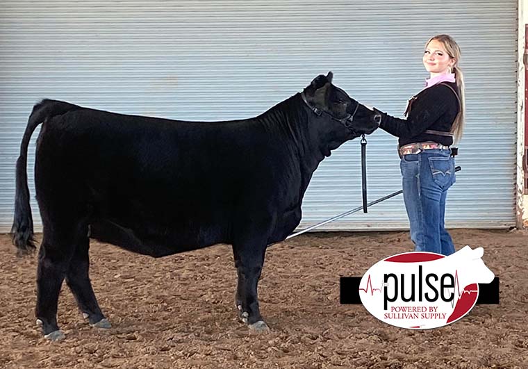 San Angelo Stock Show Breeding Heifers Simmental The Pulse