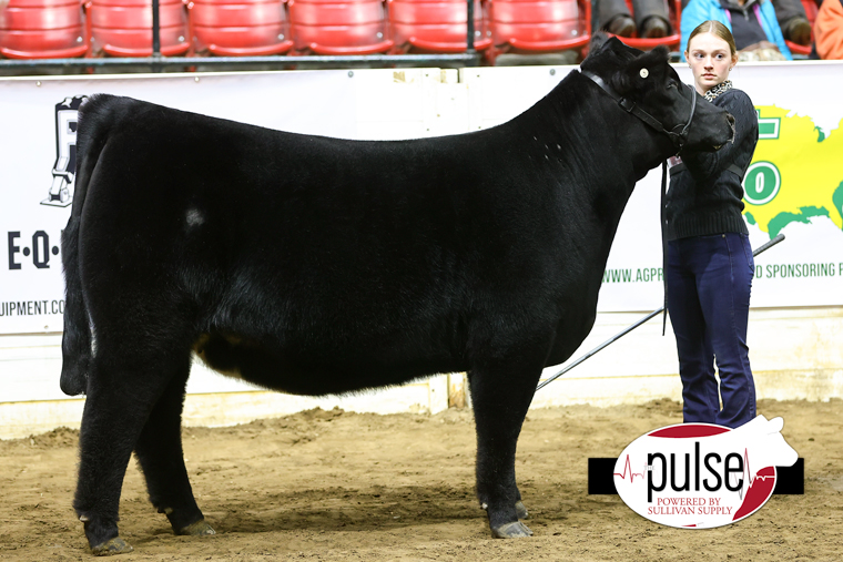 Ohio Beef Expo Crossbred Heifers The Pulse