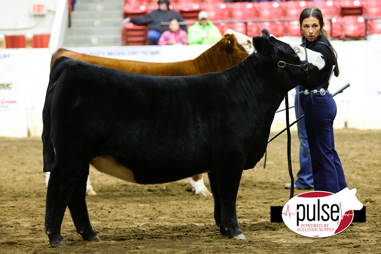 OHIO BEEF EXPO SIMMENTAL HEIFERS The Pulse