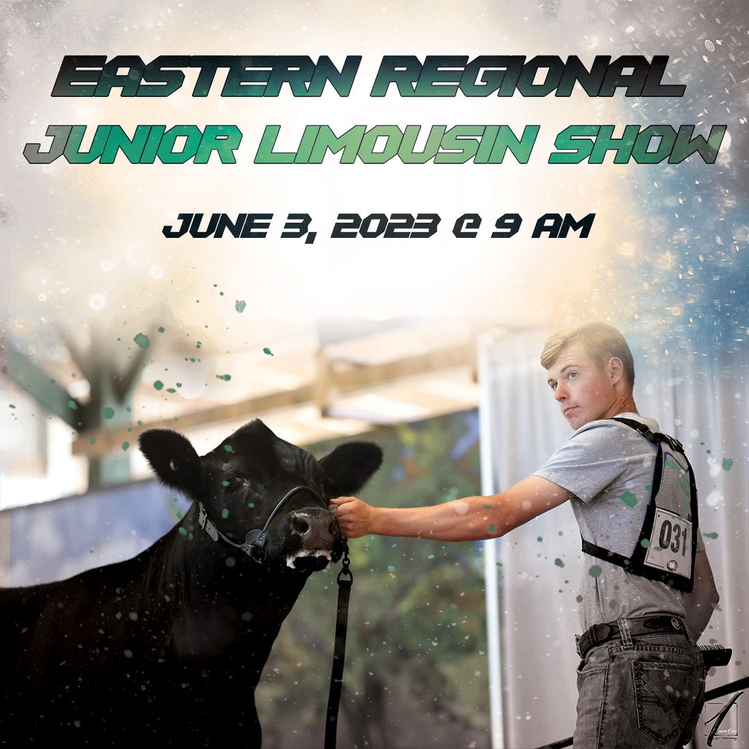 2023 Eastern Regional Junior Limousin Show The Pulse