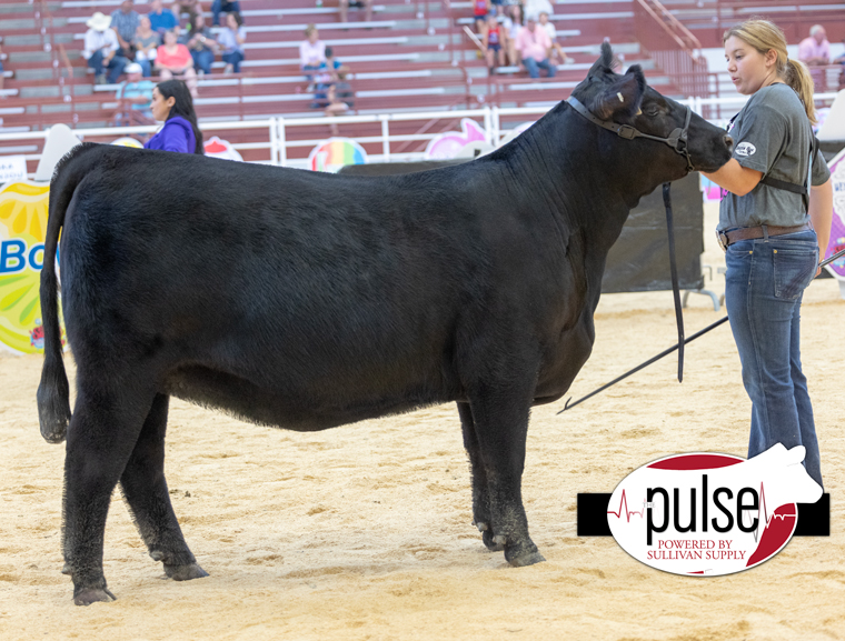 Chianina Jr. Nationals | Top 5 Owned Chiangus Heifers | The Pulse