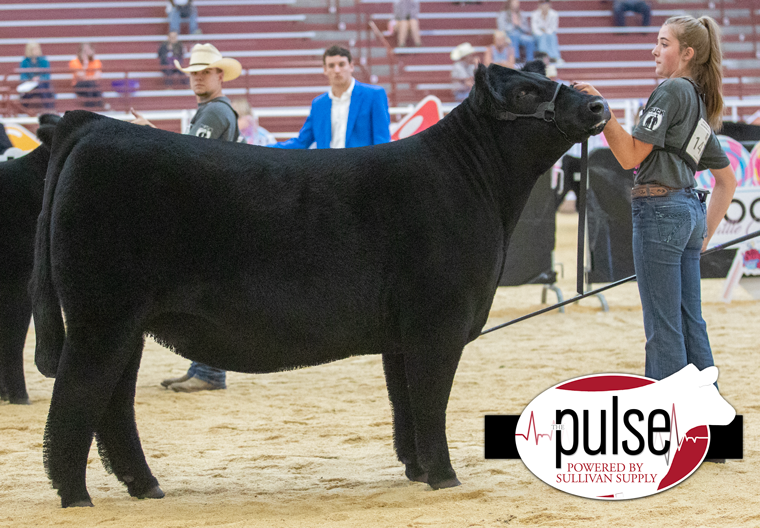 Maine-Anjou Jr. Nationals | Top 5 Owned Maine-Anjou Females | The Pulse