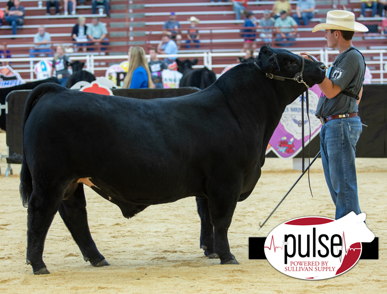 Chianina Jr. Nationals | Bred & Owned Chianina/Chiangus Bulls | The Pulse