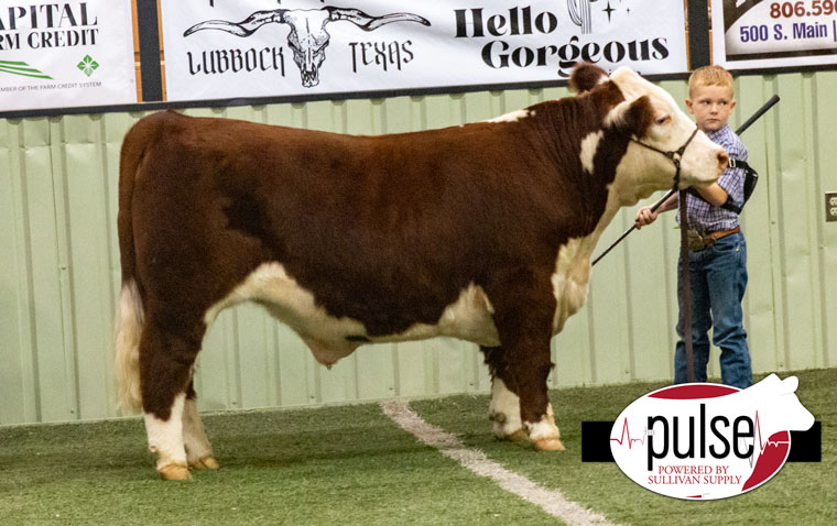 Panhandle Parade of Breeds | Miniature Hereford Steers – Ring A | The Pulse