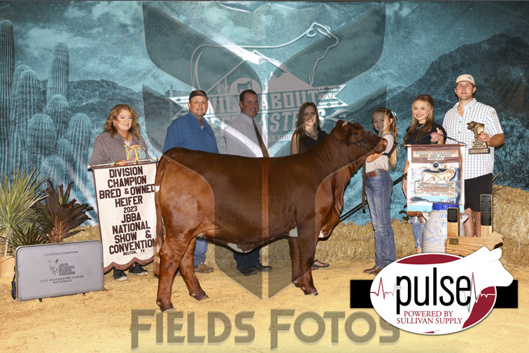 JBBA National Show Bred & Owned Heifers The Pulse