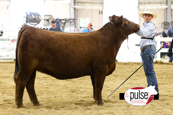 Ohio State Fair | Junior AOB Heifers | The Pulse