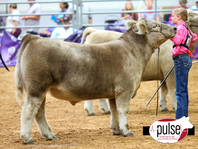 Show Steer Fiesta | Smoky Cross Steers | The Pulse