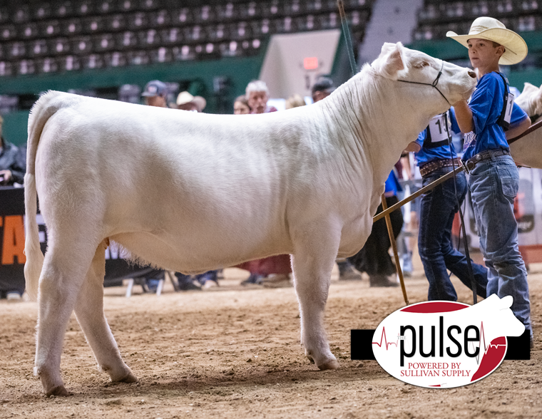 Charolais Jr. Nationals Bred & Owned Females Division I The Pulse