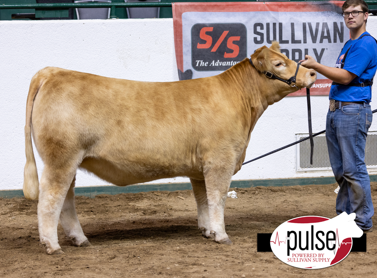 Charolais Jr. Nationals Bred & Owned Percentage Female The Pulse