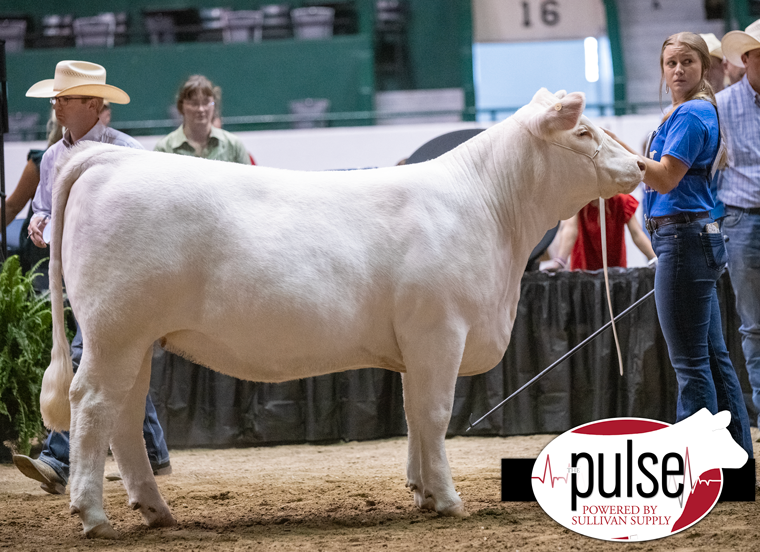 Charolais Jr. Nationals Bred & Owned Females Division III The Pulse