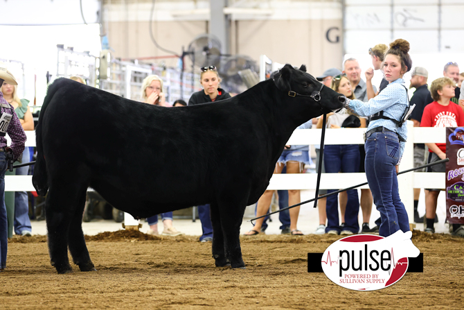 Ohio State Fair | Angus Jr. Market Steers | The Pulse