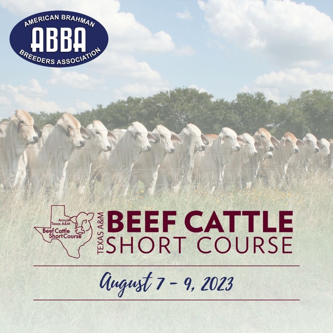 Texas A&M Beef Cattle Short Course The Pulse