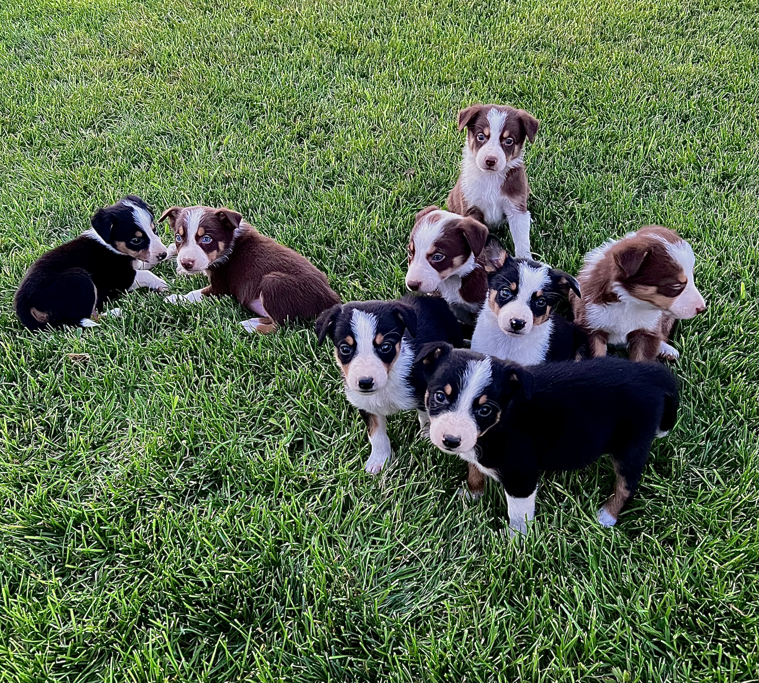 Border Collie Puppies for Sale