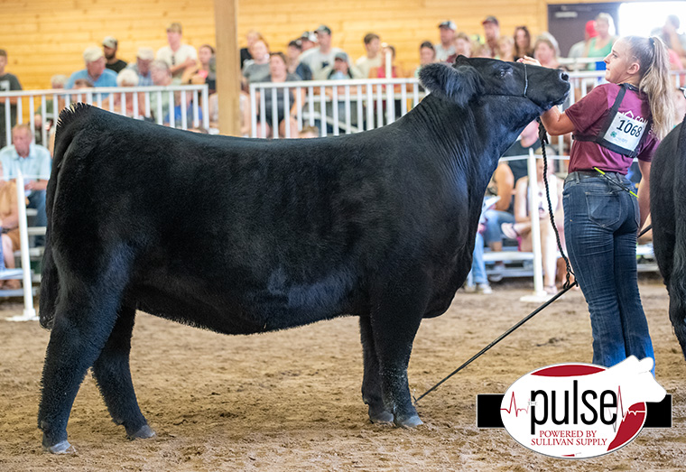 2023 Minnesota State Fair | Breeding Heifers | The Pulse