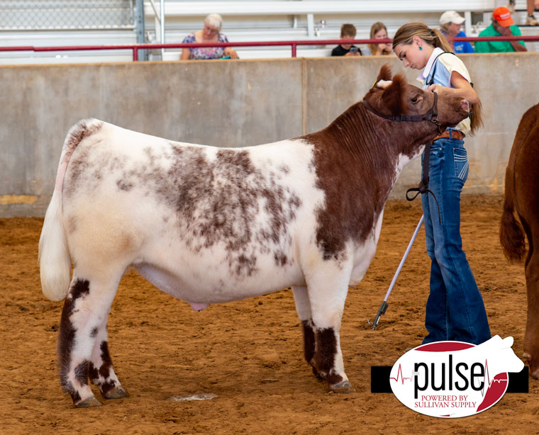 Texas A&M Saddle & Sirloin Futurity | Shorthorn Steers – Ring B | The Pulse