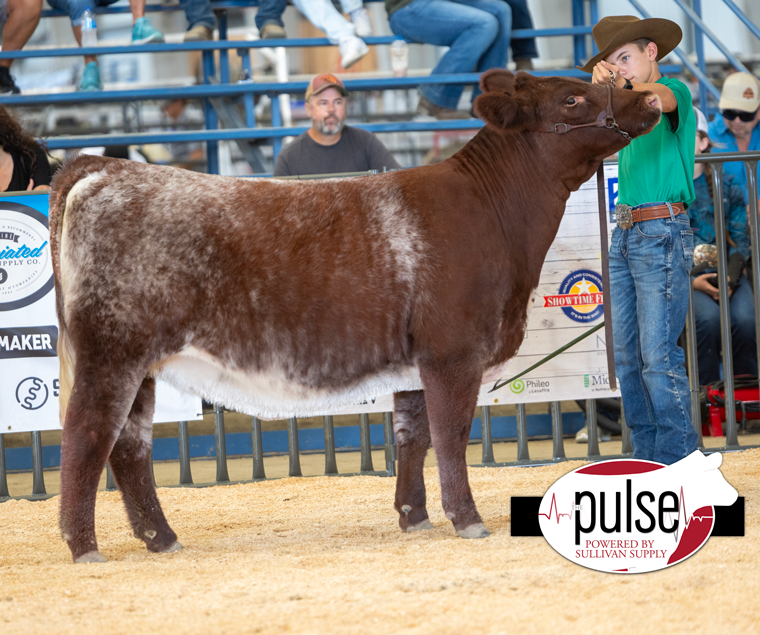 CYAE | Breeding Heifers – Shorthorn | The Pulse