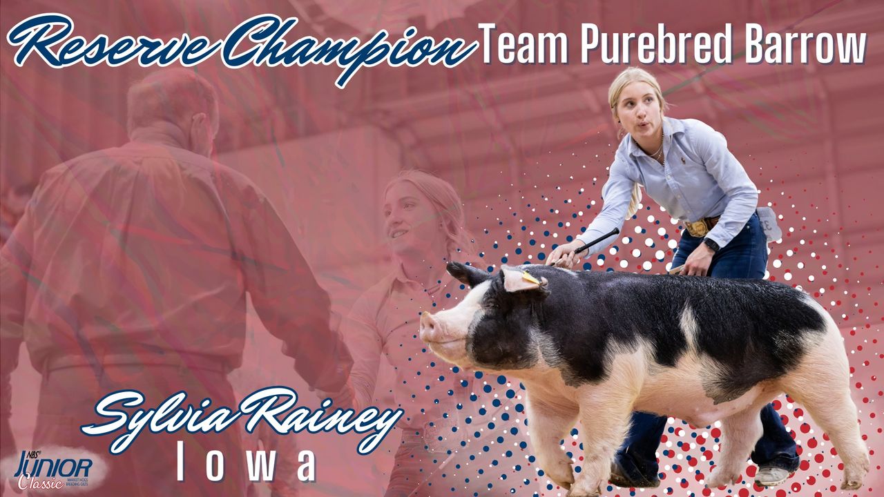 National Barrow Show Junior Classic Team Purebred Barrow The Pulse