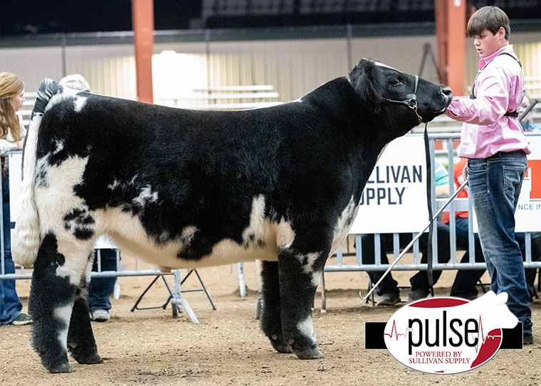 2023 World Beef Expo | Top 5 Junior Crossbred Market Steers | The Pulse