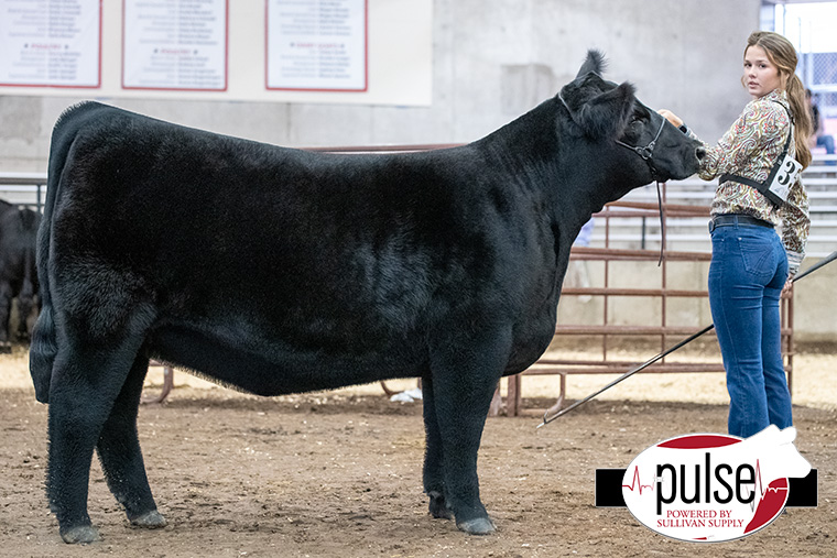 2023 World Beef Expo | Open Percentage AOB Heifers | The Pulse