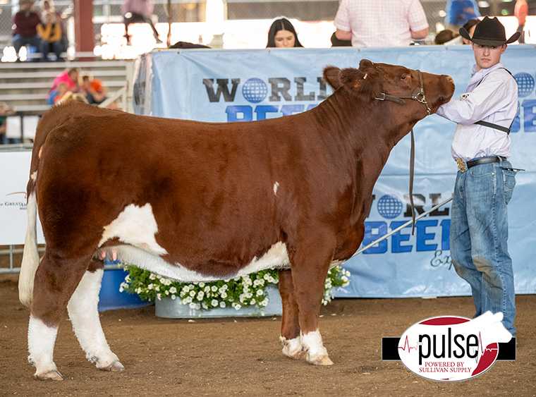 2023 World Beef Expo | Open Fullblood Maine Anjou Heifers | The Pulse