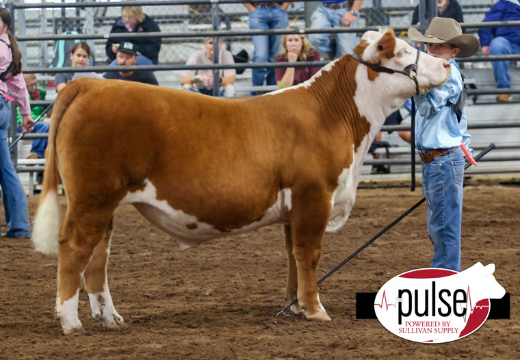 West Texas Fair & Rodeo Hereford Steers The Pulse