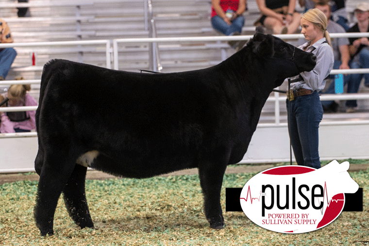 Kansas State Fair | Maintainer Heifers | The Pulse