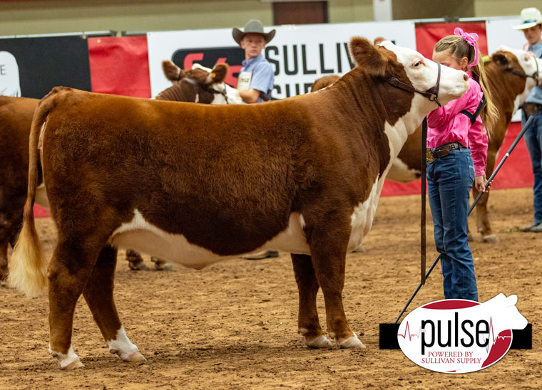 HOT Fair | Hereford Heifers | The Pulse