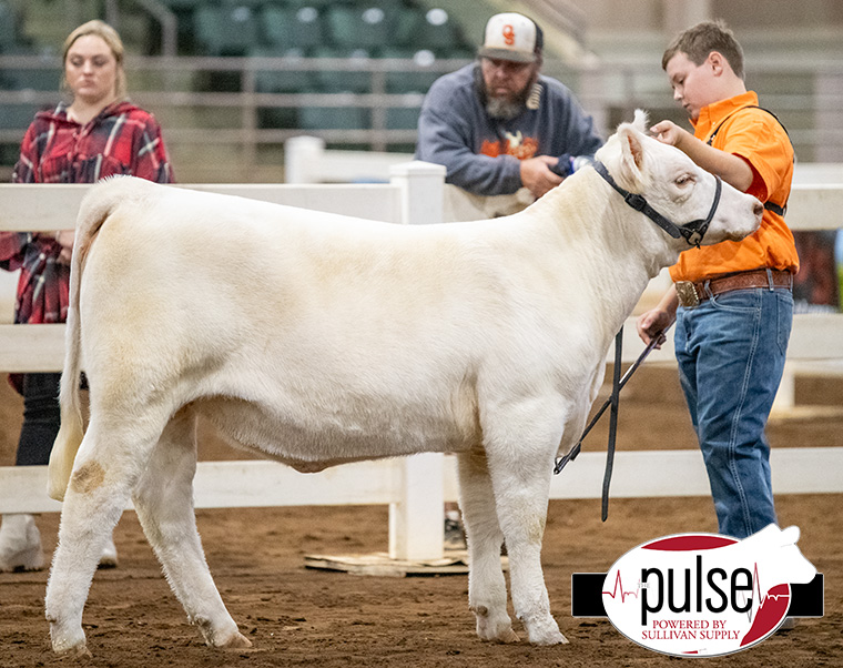 National Livestock Show Junior Breeding Heifers Charolais