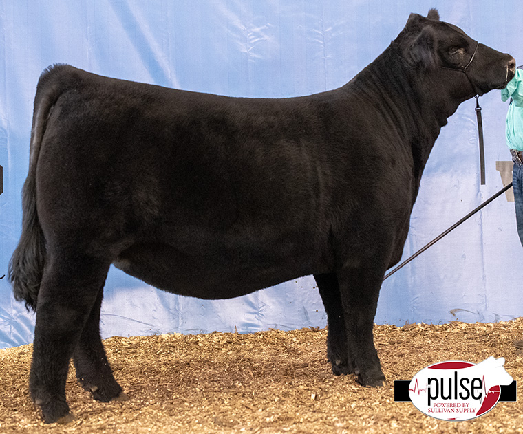 2023 World Beef Expo | Junior Lim-Flex Heifers | The Pulse