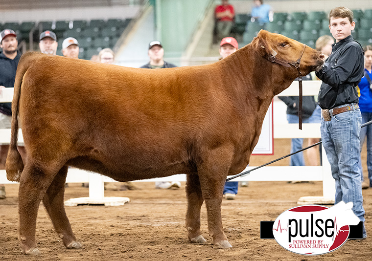 National Livestock Show Junior Breeding Heifers Red Angus