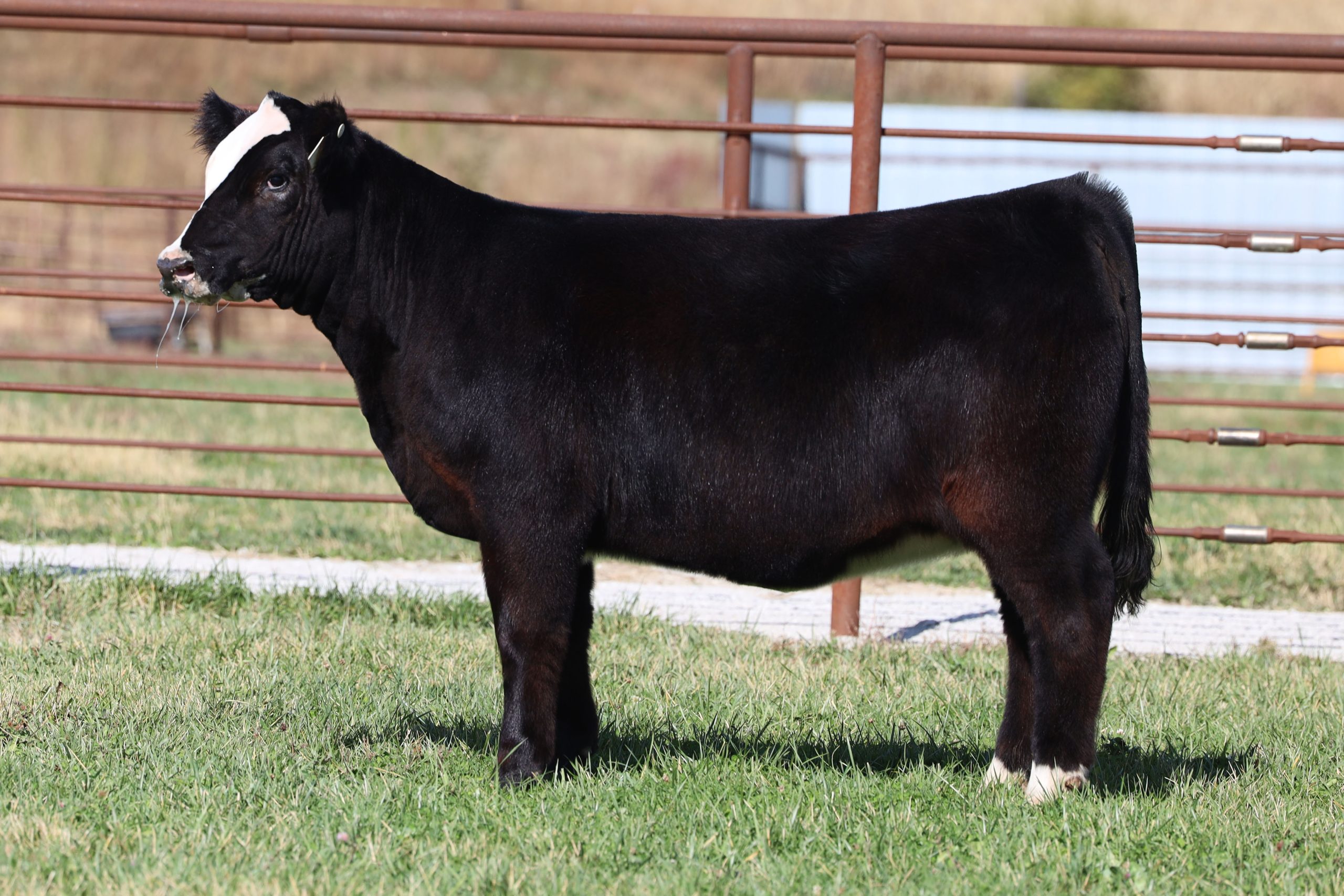 Sullivan Farms | Multi Breed Show Heifer, Pregnancy, Embryo and Semen ...