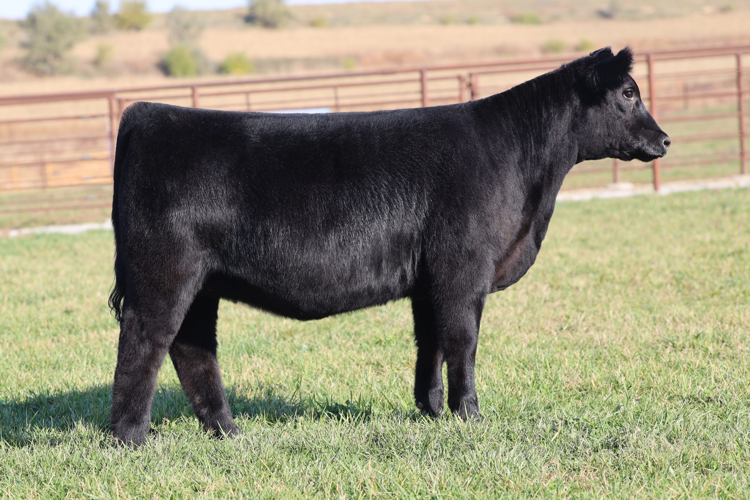 Sullivan Farms | Multi-Breed Show Heifer, Pregnancy, Embryo & Semen ...