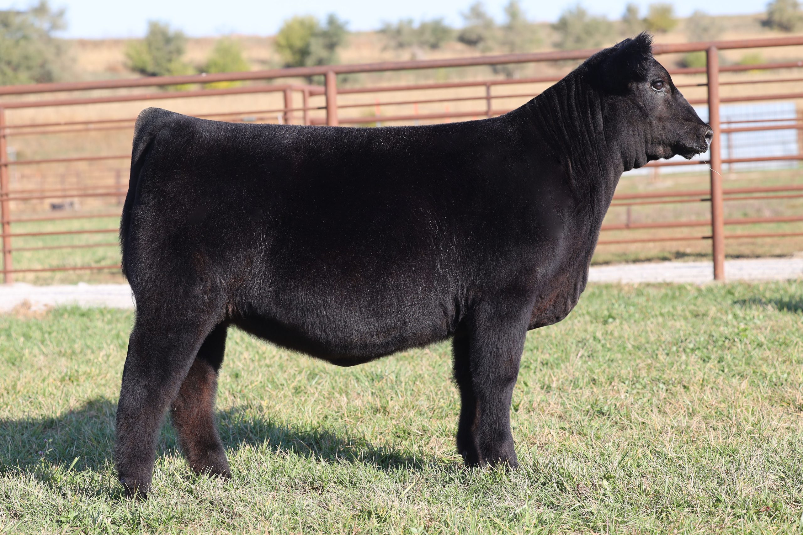 Sullivan Farms | Multi-Breed Show Heifer, Pregnancy, Embryo & Semen ...