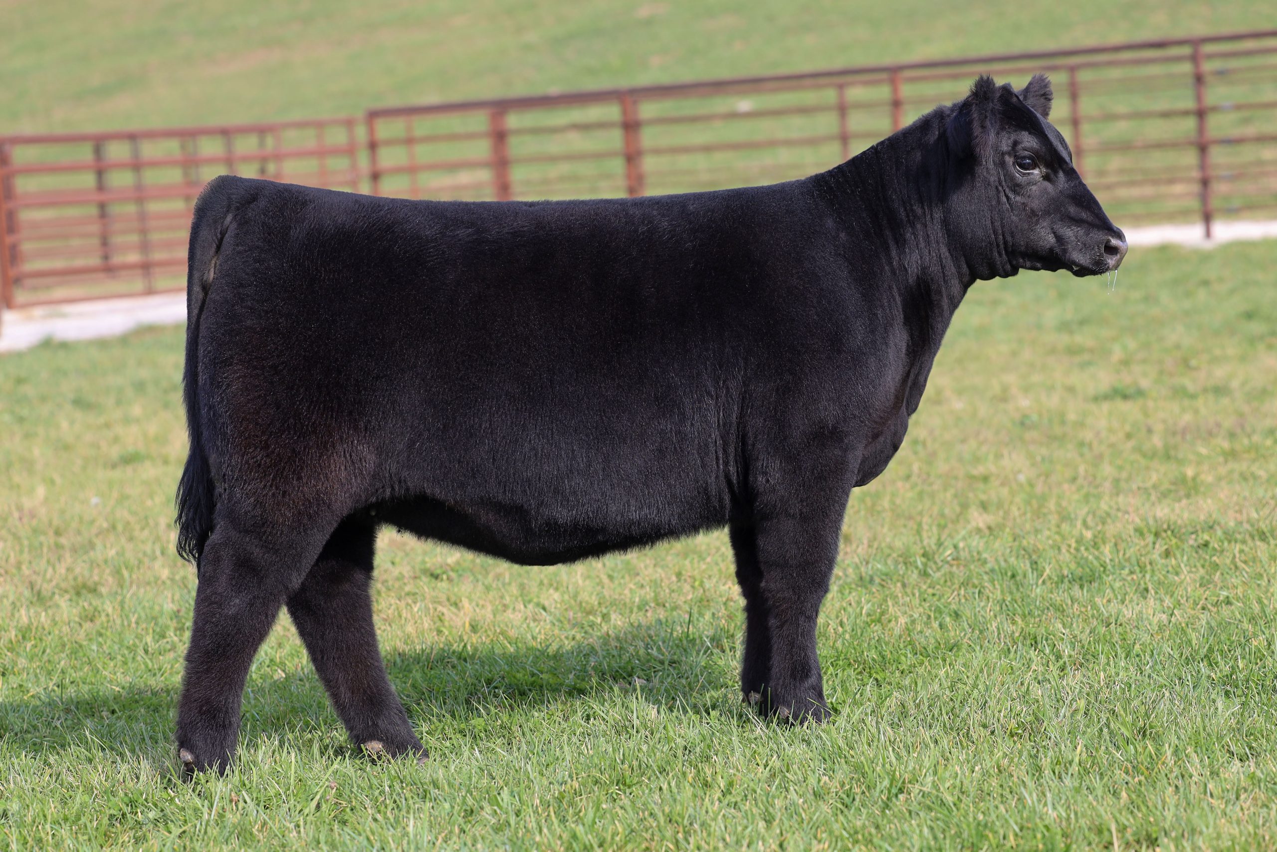 Sullivan Farms | Multi Breed Show Heifer, Pregnancy, Embryo and Semen ...