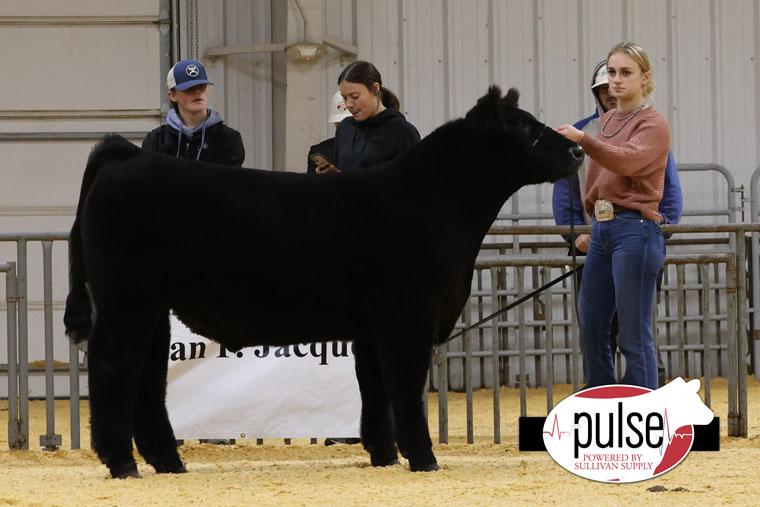 Oklahoma State AGR Winter Bonanza | Ring B Angus Prospect Steers | The ...