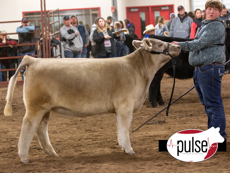 Badger Brawl Heifer Show | AOB- Ring B | The Pulse