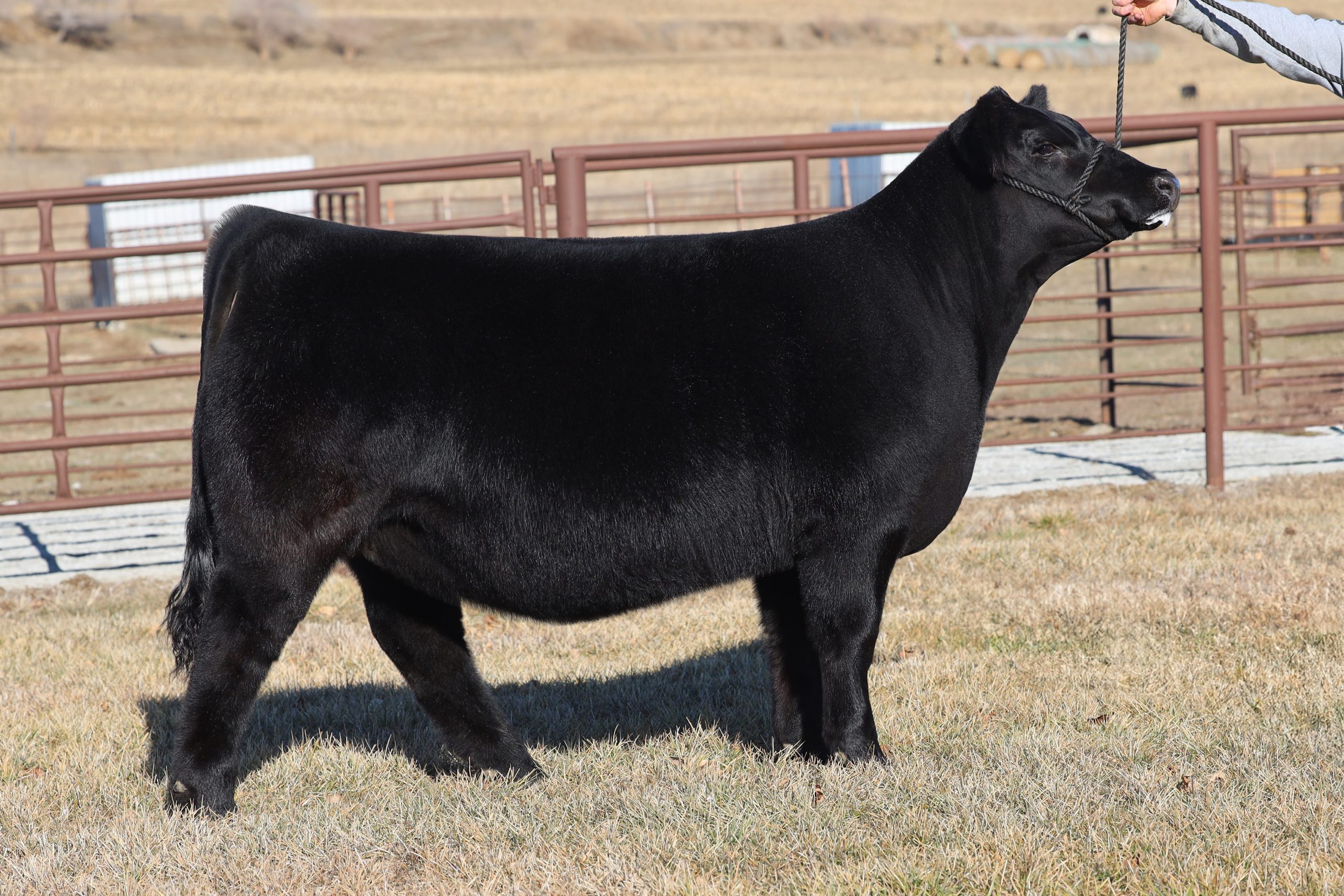 Sullivan Farms | Last Show String Bred Heifer Sale | Today | The Pulse