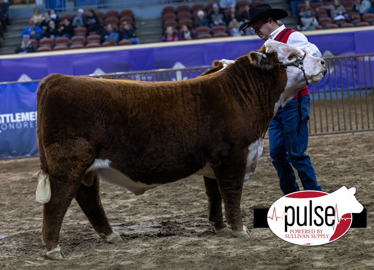 Cattlemen's Congress, Open Bulls – Horned Hereford