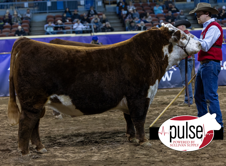 Cattlemen’s Congress | Open Bulls – Horned Hereford | The Pulse