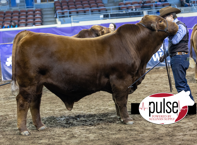 Cattlemen’s Congress | Open Bulls – Red Brangus | The Pulse