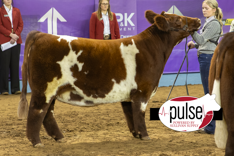 Cattlemen’s Congress | Open Heifers – Shorthorn – Division V | The Pulse