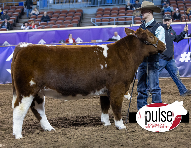 Cattlemen’s Congress | Open Heifers – Fullblood Maine-Anjou | The Pulse