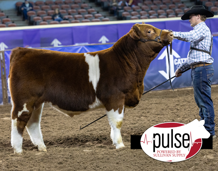 Cattlemen’s Congress | Open Bulls – Fullblood Maine-Anjou | The Pulse