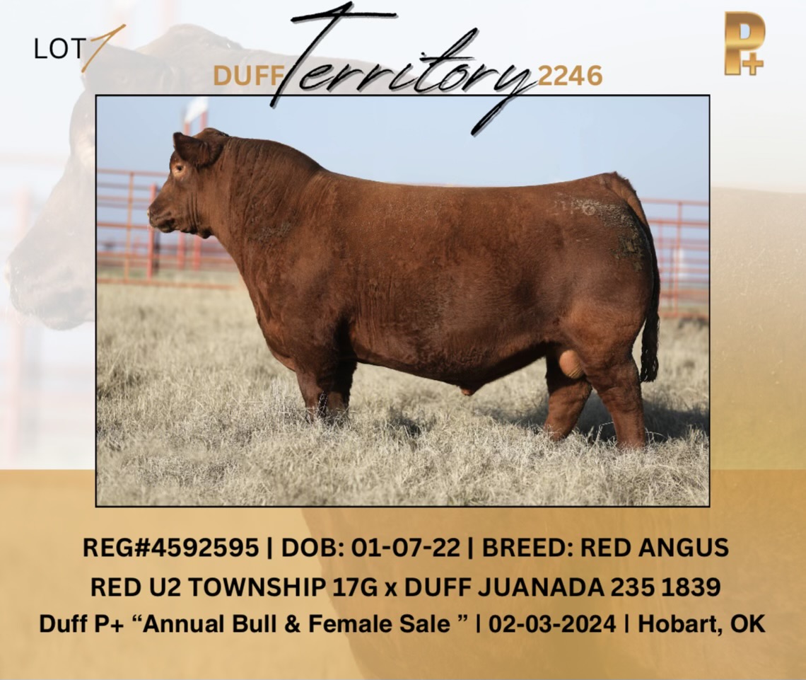 Duff Cattle Company Annual Bull Sale 2.3.24