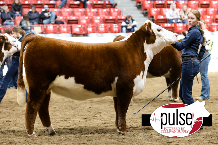 Ohio Beef Expo | Hereford Heifers | The Pulse